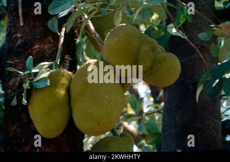 Il frutto di gallo (Artocarpus eterophyllus), noto anche come albero di gallo, è una specie di albero della famiglia dei fichi, dei gelsi e dei frutti di bosco. La sua origine è nella regione tra i Ghati occidentali dell'India meridionale, tutto il Bangladesh, lo Sri Lanka, e le foreste pluviali delle Filippine, Indonesia e Malesia. Foto Stock