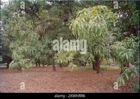Albero Di Mango XXL Mangifera Indica - Altezza 1,8-2,2 M - Pianta Da Frutto Tropicale Rara