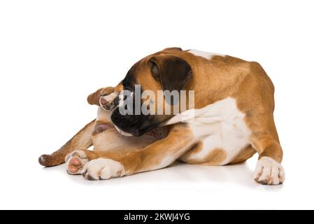 Boxer di sei mesi, sdraiato isolato su sfondo bianco Foto Stock