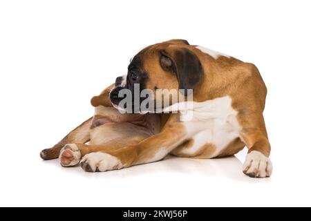 Boxer di sei mesi, sdraiato isolato su sfondo bianco Foto Stock