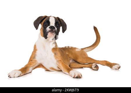 Boxer di sei mesi, sdraiato isolato su sfondo bianco Foto Stock