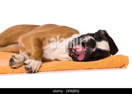 Boxer di sei mesi, sdraiato isolato su sfondo bianco Foto Stock