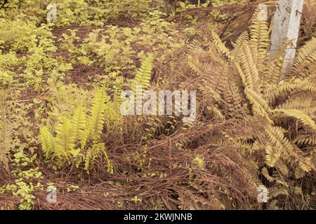 Immagine infrarossa della felce selvatica di Nefrolepis exaltata Foto Stock