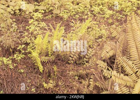 Immagine infrarossa della felce selvatica di Nefrolepis exaltata Foto Stock