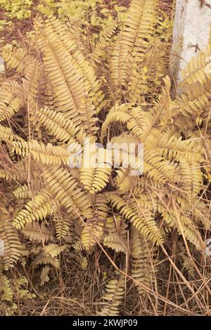 Immagine infrarossa della felce selvatica di Nefrolepis exaltata Foto Stock