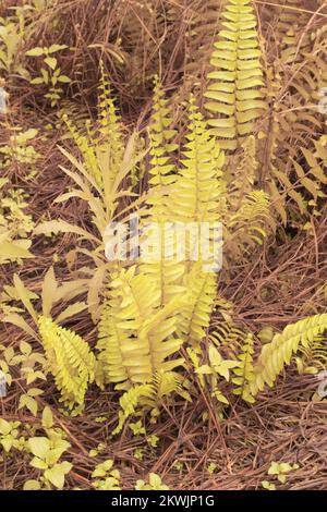 Immagine infrarossa della felce selvatica di Nefrolepis exaltata Foto Stock