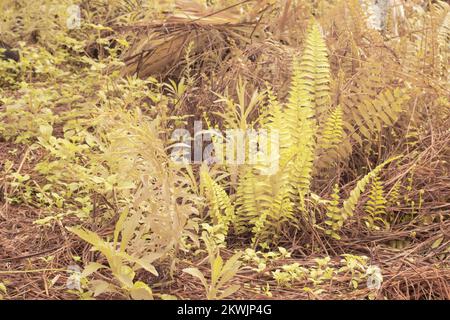 Immagine infrarossa della felce selvatica di Nefrolepis exaltata Foto Stock