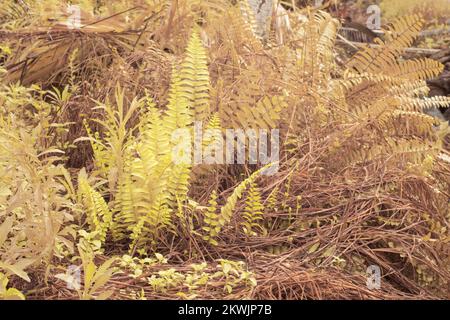 Immagine infrarossa della felce selvatica di Nefrolepis exaltata Foto Stock