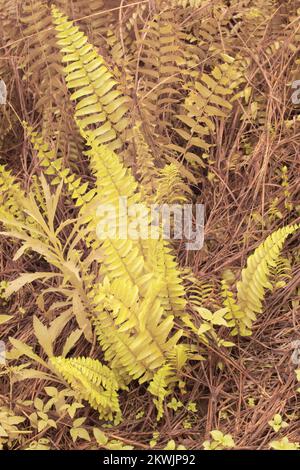 Immagine infrarossa della felce selvatica di Nefrolepis exaltata Foto Stock