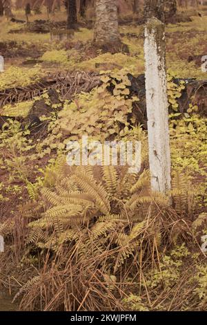 Immagine infrarossa della felce selvatica di Nefrolepis exaltata Foto Stock