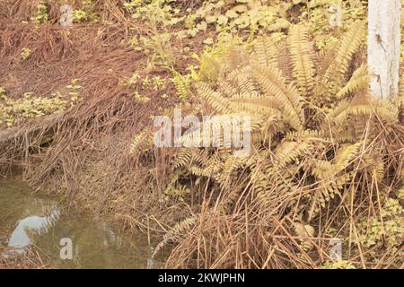 Immagine infrarossa della felce selvatica di Nefrolepis exaltata Foto Stock