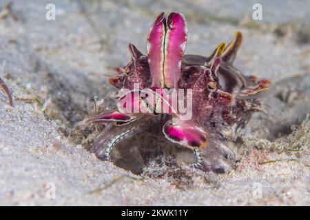 Bellissime seppie che cambiano la texture della sua pelle per camuffarsi sulla barriera corallina Foto Stock