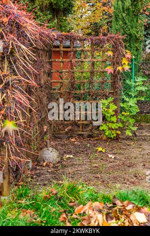 Giardinaggio autunnale e invernale - schermo naturale per la privacy a base di uve selvatiche (Parthenocissus quinquefolia) Foto Stock