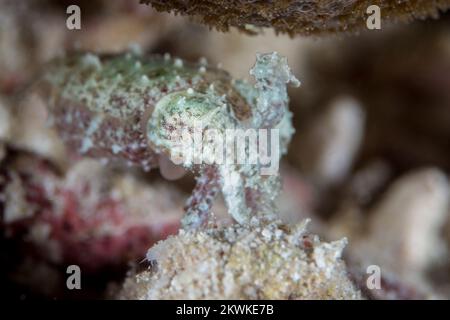 Bellissime seppie che cambiano la texture della sua pelle per camuffarsi sulla barriera corallina Foto Stock