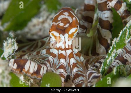 Wonderpus photogenicus che si aggira intorno al fondo del mare accanto alla barriera corallina nell'Indo pacifico Foto Stock