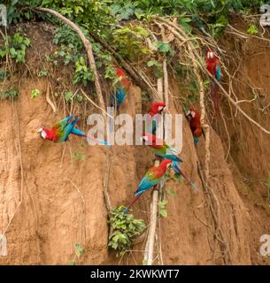 Scarlatto Macaws (Ara macao) in riva argillosa fiume nella giungla amazzonica peruviana a Madre de Dios Perù Foto Stock