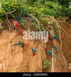Scarlatto Macaws (Ara macao) in riva argillosa fiume nella giungla amazzonica peruviana a Madre de Dios Perù Foto Stock