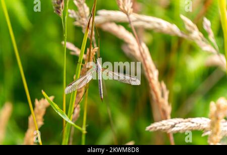 Marsh Crane fly (Tipula oleracea) della famiglia Tipulidae un insetto volante europeo marrone trovato in praterie umide durante la primavera e l'estate, foto di scorta Foto Stock