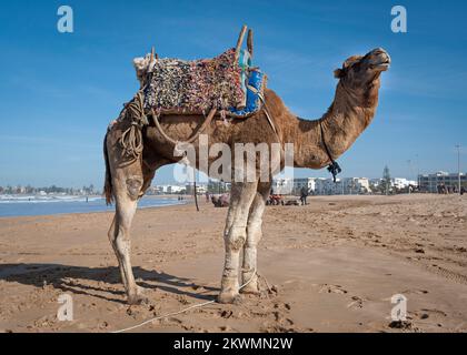 Cammello a Essaouira Beach, Marocco Foto Stock