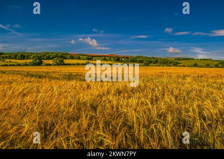 Yorkshire Wolds, il campo di grano sulla lontana collina è un campo di colture trasformate in rosso da papaveri fioriti Foto Stock