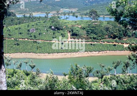 Il Tea Garden e il lago di Munnar, nello stato del Kerala, sono arroccati a un'altitudine di 8000 metri sopra il livello del mare. Questa piantagione di tè ortodosso a Munnar sostiene di essere una delle più alte del mondo ed è famosa per il suo saporito tè. È noto anche per i cioccolatini e le spezie aromatizzate. India Foto Stock