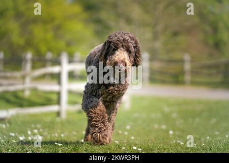 Big Giant Brown Labradoodle correndo direttamente verso la fotocamera con un volto felice Foto Stock