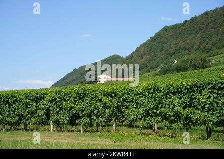 Vigneti lungo la strada dei vini Prosecco e Conegliano, in provincia di Treviso, Veneto, Italia, in estate. Patrimonio dell'umanità dell'UNESCO Foto Stock