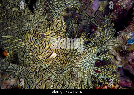 Giallo Lacey Rhiopias sulla barriera corallina in Papua Nuova Guinea - Foto Stock