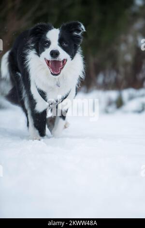 Collie di bordo che corrono nel paesaggio invernale Foto Stock