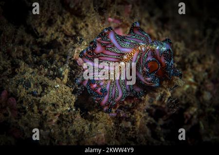 Splendido design su verme piatto marino sott'acqua sulla barriera corallina Foto Stock