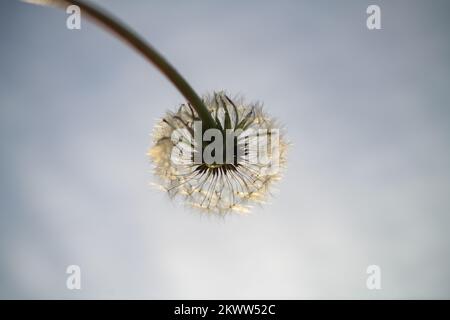 La parte inferiore di un dente di leone comune, Taraxacum officinale genere di piante da fiore nella famiglia Asteraceae Foto Stock