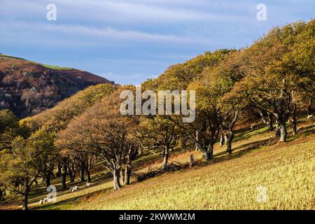 Un bosco su una collina in autunno con pecore che pascolano sotto gli alberi nel Parco Nazionale di Snowdonia. Abergwyngregyn, Gwynedd, Galles settentrionale, Regno Unito, Gran Bretagna Foto Stock
