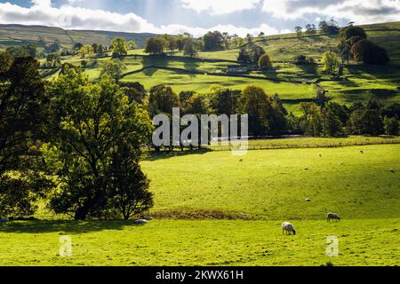 Campagna inglese con pecore che pascolano accanto al fiume Swale nel Parco Nazionale Yorkshire Dales. Gunnerside, Swaledale, Yorkshire settentrionale, Inghilterra, Regno Unito Foto Stock