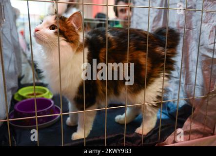 05.03.2017., Zaparesic, Croazia - Salone Internazionale del gatto a Westgate Shopping City organizzato dall'Associazione Croata della Società Felina. Kurilian Bobtail Longhair. Foto: Marko Prpic/PIXSELL Foto Stock