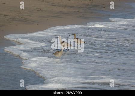 Tre gobbi con i lunghi becchi, le gambe alte e il piumaggio marrone vicino all'oceano pacifico sulla spiaggia di Malibu, California, USA Foto Stock