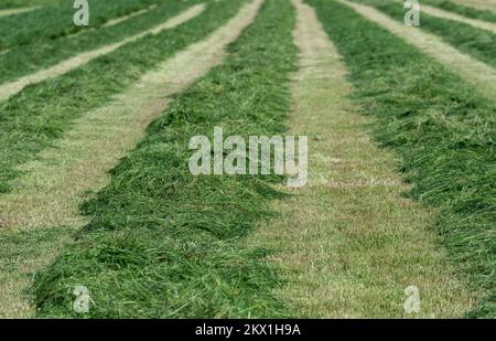 Erba tagliata di recente in fiuto su un prato insilato, Dumfries, Regno Unito. Foto Stock