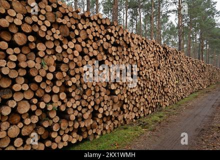 30 novembre 2022, Brandeburgo, Lübben: Tronchi di pino abbattuti si trovano in un mucchio in una pineta. Secondo il Ministero dell'agricoltura, dell'ambiente e della protezione del clima del Brandeburgo (MLUK), lo stato del Brandeburgo ha circa 1,1 milioni di ettari di foresta. Che è 37 per cento dell'area di terra dello stato. Ciò rende il Brandeburgo uno degli stati più boschiti della Germania. Due terzi di questa foresta appartengono a proprietari privati e un quarto allo stato del Brandeburgo. Le foreste del Brandeburgo sono dominate da pini. Foto: Patrick Pleul/dpa Foto Stock