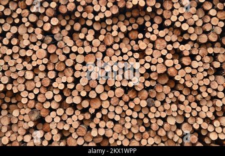 30 novembre 2022, Brandeburgo, Lübben: Tronchi di pino abbattuti si trovano in un mucchio in una pineta. Secondo il Ministero dell'agricoltura, dell'ambiente e della protezione del clima del Brandeburgo (MLUK), lo stato del Brandeburgo ha circa 1,1 milioni di ettari di foresta. Che è 37 per cento dell'area di terra dello stato. Ciò rende il Brandeburgo uno degli stati più boschiti della Germania. Due terzi di questa foresta appartengono a proprietari privati e un quarto allo stato del Brandeburgo. Le foreste del Brandeburgo sono dominate da pini. Foto: Patrick Pleul/dpa Foto Stock