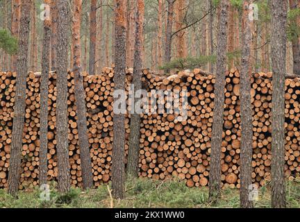 30 novembre 2022, Brandeburgo, Lübben: Tronchi di pino abbattuti si trovano in un mucchio in una pineta. Secondo il Ministero dell'agricoltura, dell'ambiente e della protezione del clima del Brandeburgo (MLUK), lo stato del Brandeburgo ha circa 1,1 milioni di ettari di foresta. Che è 37 per cento dell'area di terra dello stato. Ciò rende il Brandeburgo uno degli stati più boschiti della Germania. Due terzi di questa foresta appartengono a proprietari privati e un quarto allo stato del Brandeburgo. Le foreste del Brandeburgo sono dominate da pini. Foto: Patrick Pleul/dpa Foto Stock