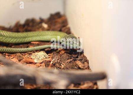 04.08.2017., Croazia, isola di Hvar, Stari Grad - la mostra del serpente 'Planet Snake - Uncovered Beauty' organizzata da Tome Makjanic, un collezionista di serpenti da lungo tempo che ha 100 corna nella sua collezione, si trova alla scuola elementare Petar Hektorovica. Questa è una delle più grandi mostre di serpenti in Croazia e ha esposto il re cobra, mamba nero e verde, mattlesnake diamante, vipera Gaboon, pitone Zane genere, vipera e molti altri velenosi e non-velenosi in un totale di 29 diversi terrarium. Per coloro che vogliono rompere la paura, è possibile tenere e fotografare un serpente. Gree Foto Stock