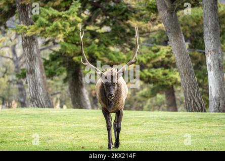 Large bull Elk camminando verso la macchina fotografica il giorno d'autunno a Mammoth Hotsprings, Yellowstone National Park. Foto Stock