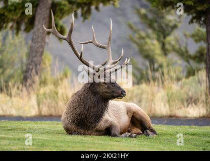 Large bull Elk posa, vista laterale, il giorno d'autunno a Mammoth Hotsprings, Yellowstone National Park. Foto Stock