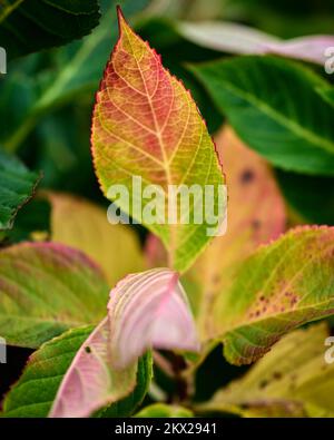 Arley Hall and Gardens, foglie autunnali Foto Stock