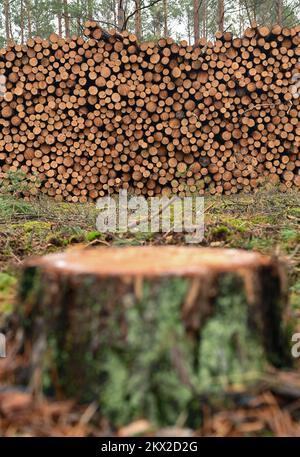 30 novembre 2022, Brandeburgo, Lübben: Tronchi di pino abbattuti si trovano in un mucchio in una pineta. Secondo il Ministero dell'agricoltura, dell'ambiente e della protezione del clima del Brandeburgo (MLUK), lo stato del Brandeburgo ha circa 1,1 milioni di ettari di foresta. Che è 37 per cento dell'area di terra dello stato. Ciò rende il Brandeburgo uno degli stati più boschiti della Germania. Due terzi di questa foresta appartengono a proprietari privati e un quarto allo stato del Brandeburgo. Le foreste del Brandeburgo sono dominate da pini. Foto: Patrick Pleul/dpa Foto Stock