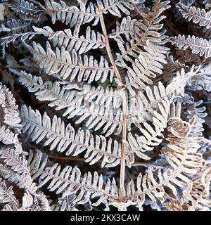 Gelo coperto fronds felce su Cannock Chase in inverno Foto Stock