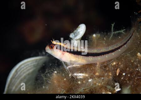 Primo piano ritratto di pesce blennie nel Mar Mediterraneo Foto Stock