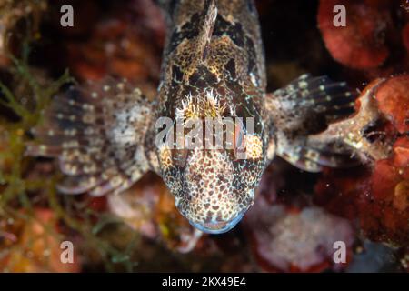 Primo piano ritratto di pesce blennie nel Mar Mediterraneo Foto Stock