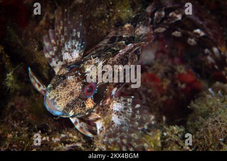 Primo piano ritratto di pesce blennie nel Mar Mediterraneo Foto Stock