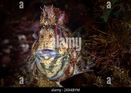 Primo piano ritratto di pesce blennie nel Mar Mediterraneo Foto Stock