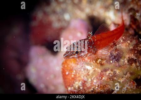 Primo piano ritratto di pesce blennie nel Mar Mediterraneo Foto Stock